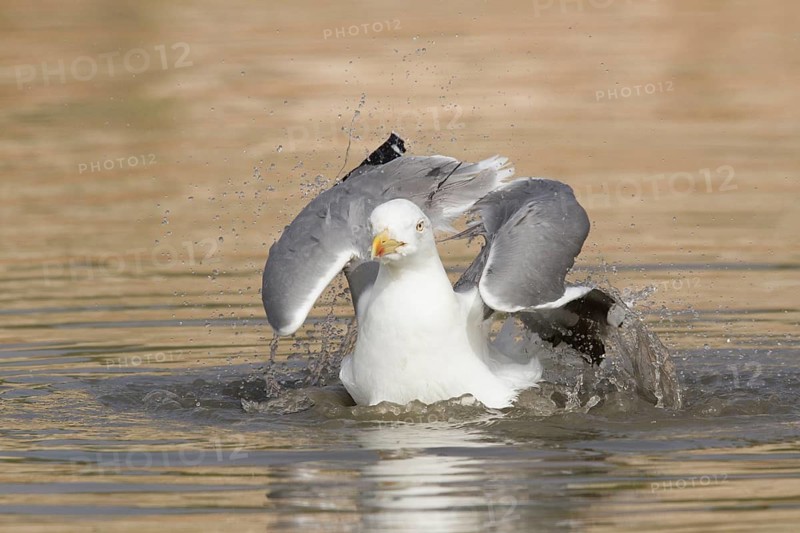 Yellow-legged Gull (Larus michahellis) bathing, Morocco