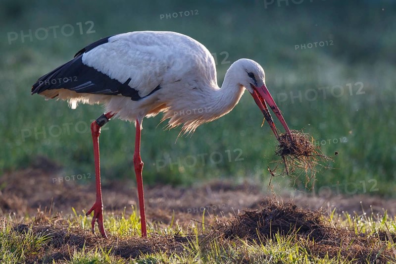 White Stork (Ciconia ciconia) with nesting material, North Rhine-Westphalia, Germany