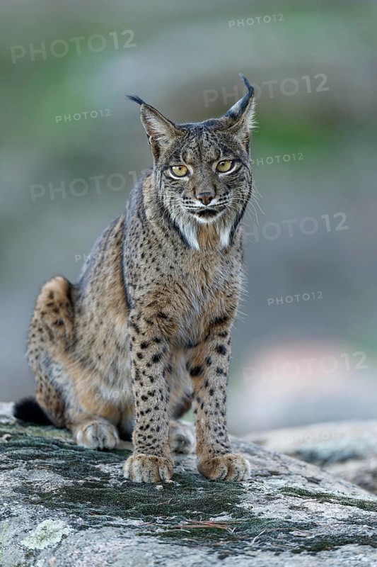 Lynx (Lynx pardinus), portrait, evening, forest, Andalusia Spain