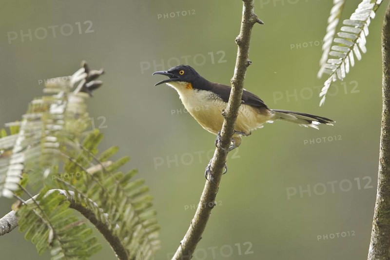 Black-capped Donacobius (Donacobius atricapilla) singing, Ecuador