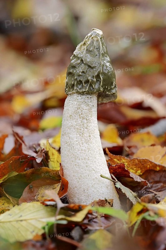 Common stinkhorn (Phallus impudicus), North Rhine-Westphalia, Germany