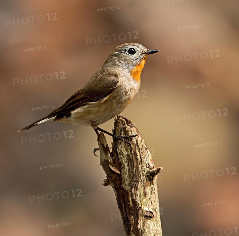 Taiga Flycatcher (Ficedula albicilla), West Bengal, India