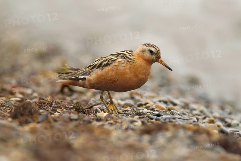 Red Phalarope (Phalaropus fulicarius) male, Chukotka, Russia