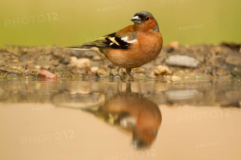 Common Chaffinch (Fringilla coelebs) male at waterhole, Serbia