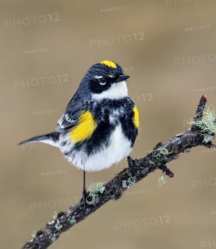 A breeding plumage Yellow-rumped Warbler, Setophaga coronata, perched on a lichen-covered branch in Saskatoon, Saskatchewan