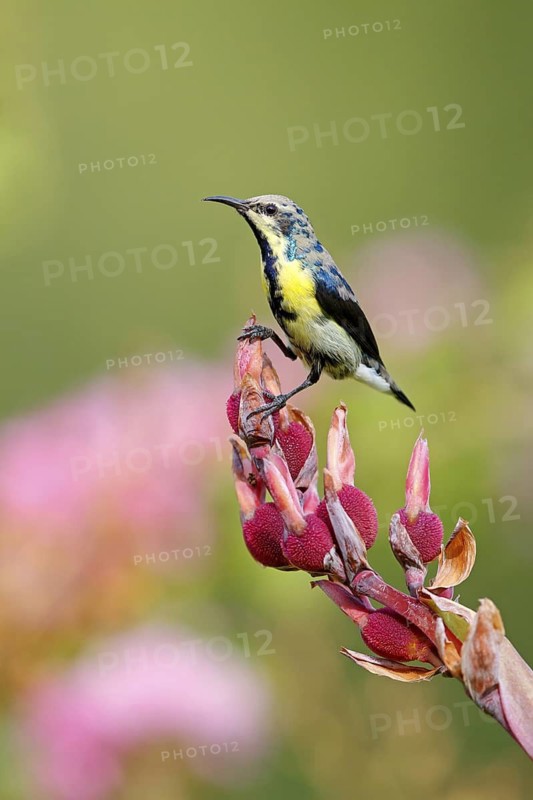 Purple Sunbird, (Cinnyris asiaticus), male, perch, animals, birds, sunbirds, Al Qurm Park, Muscat, Muscat, Oman
