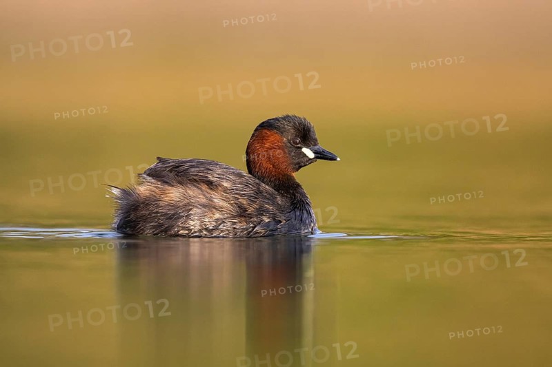 Little Grebe (Tachybaptus ruficollis), North Rhine-Westphalia, Germany