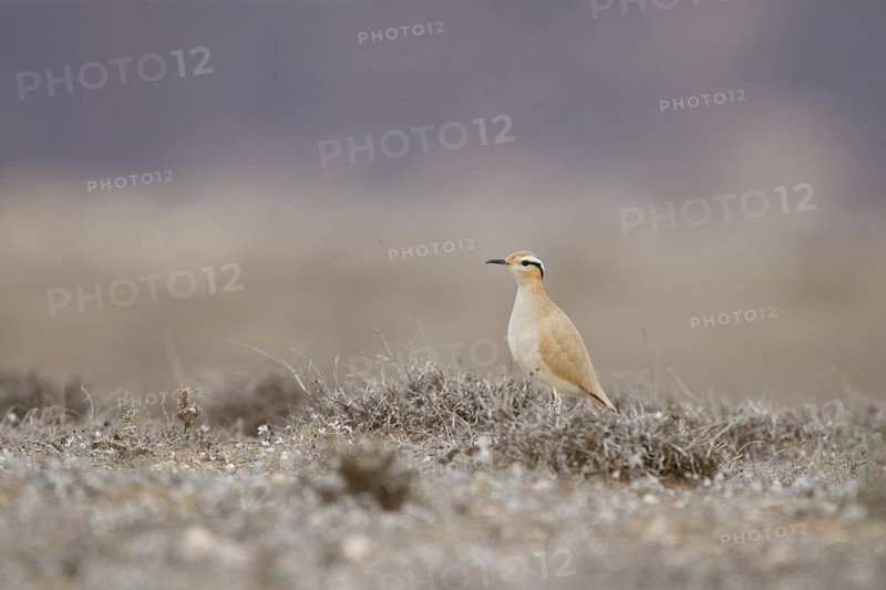 Cream-colored Courser (Cursorius cursor), Lanzarote, Spain