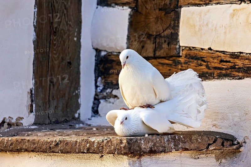 Two white doves resting on a stone ledge in front of wooden walls, The white doves at Wartburg Castle near Eisenach in Thuringia