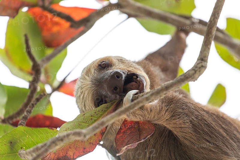Male two toed sloth (Choloepus didactylus) hanging on tree, looking down, eating and chewing a leaf. Beach, Punta Uva, Limon, Caribbean, Costa Rica