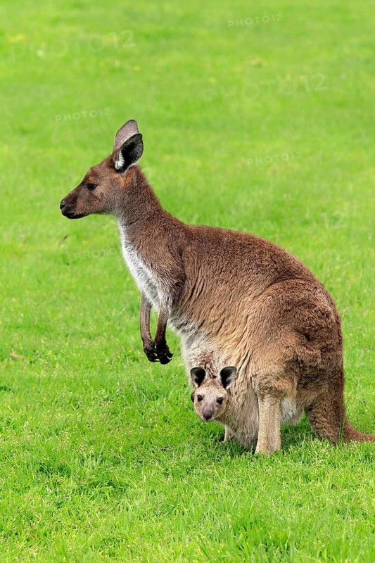 Western grey kangaroo (Macropus fuliginosus), mother, young, in pouch, South Australia, Australia
