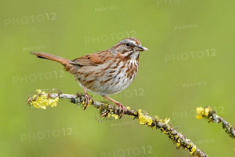 Song Sparrow (Melospiza melodia), British Columbia, Canada