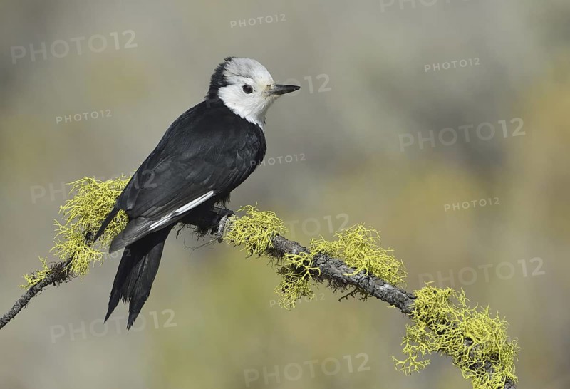 White-headed Woodpecker (Leuconotopicus albolarvatus), Oregon, USA