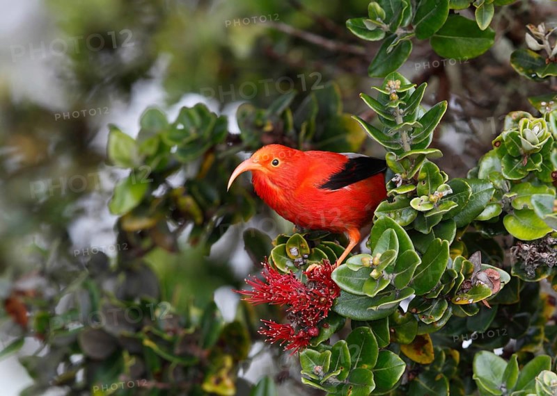 Photographed at Hakalau Forest NWR, Hawaii Island, Hawaii