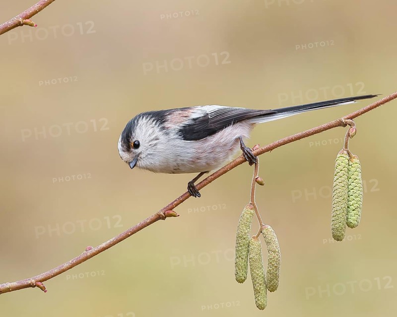 Long-tailed Tit (Aegithalos caudatus) sitting on the branch of a hazelnut (Corylus avellana), Wildlife, Animals, Birds, Tits, Siegerland, North Rhine-Westphalia, Germany