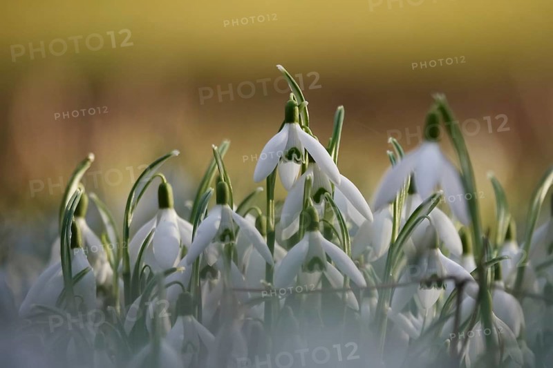 Snowdrops, winter, Germany