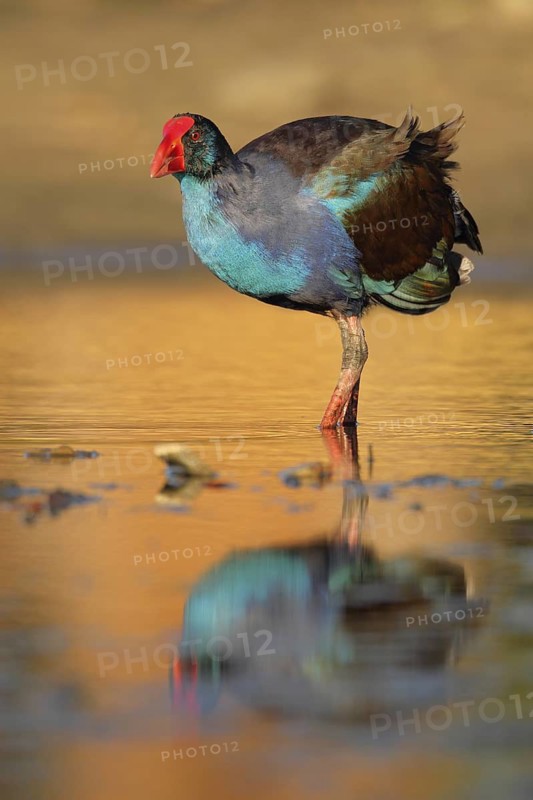 Australasian Swamphen (Porphyrio melanotus melanotus), Western Australia, Australia