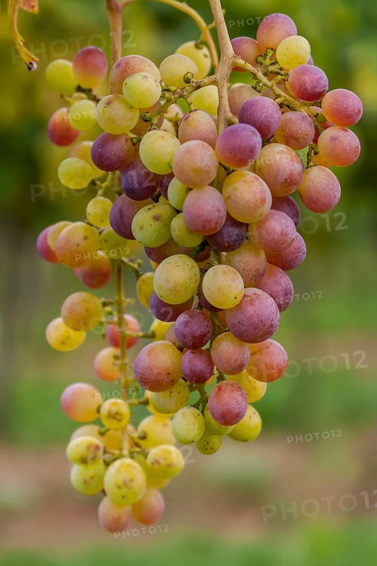 Grapes (Vitis sp.) on the vine, Southern Palatinate, Palatinate, Rhineland-Palatinate, Germany