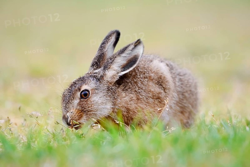 European hare (Lepus europaeus), young animal sitting in a meadow and eating grasses, North Rhine-Westphalia, Germany