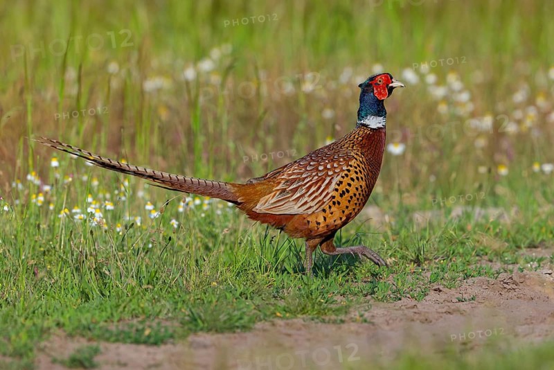Pheasant (Phasianus colchicus), Faisan de Colchide, Faisan de chasse, Faisán Vulgar, Tiszaalpár, Kiskunsági National Park, Bács-Kiskun, Hungary