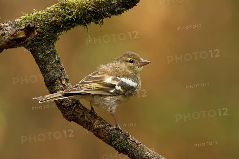 Common Chaffinch (Fringilla coelebs) juvenile, Utrecht, Netherlands
