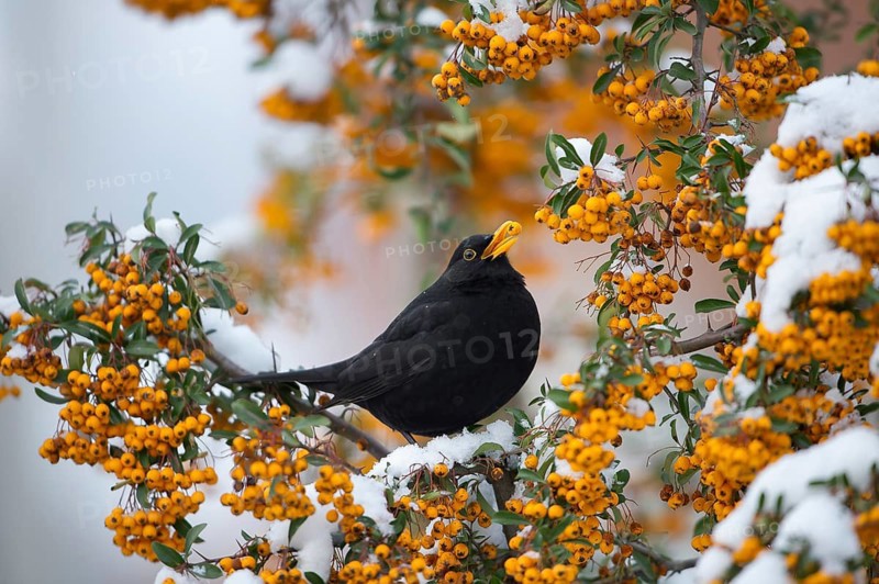 Common Blackbird (Turdus merula) male feeding on Firethorn (Pyracantha) berries, Saxony, Germany