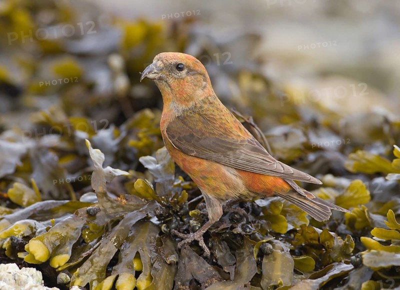 Red Crossbill (Loxia curvirostra) male, Washington, USA
