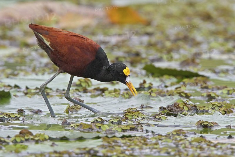 Northern Jacana (Jacana spinosa) in a wetland area in Costa Rica