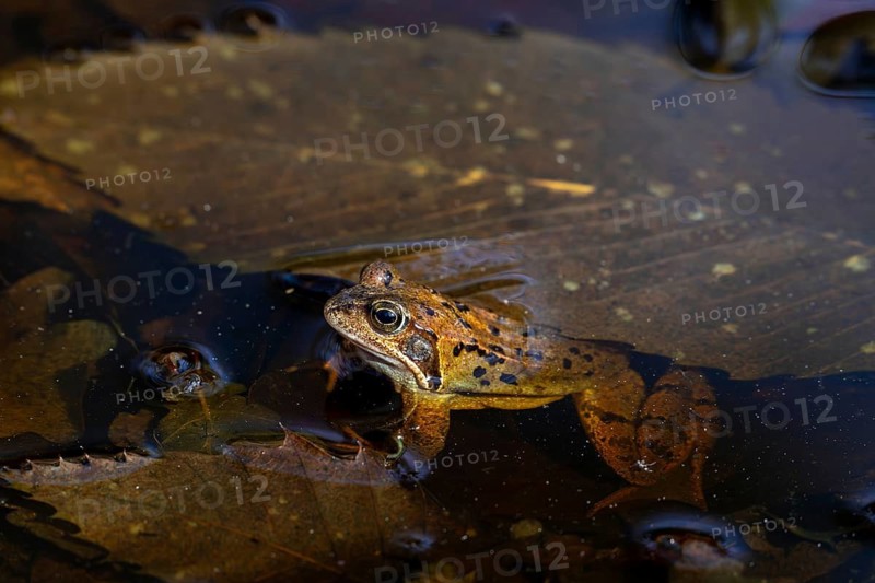 Migrating European common frog, brown frog (Rana temporaria) showing camouflage colours in pond with autumn leaves during breeding season in spring