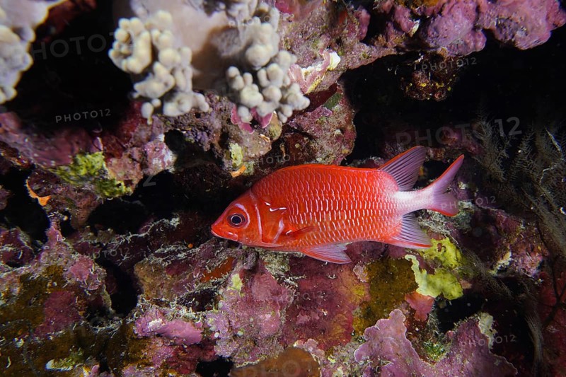 Silver-spotted hussar (Sargocentron caudimaculatum)