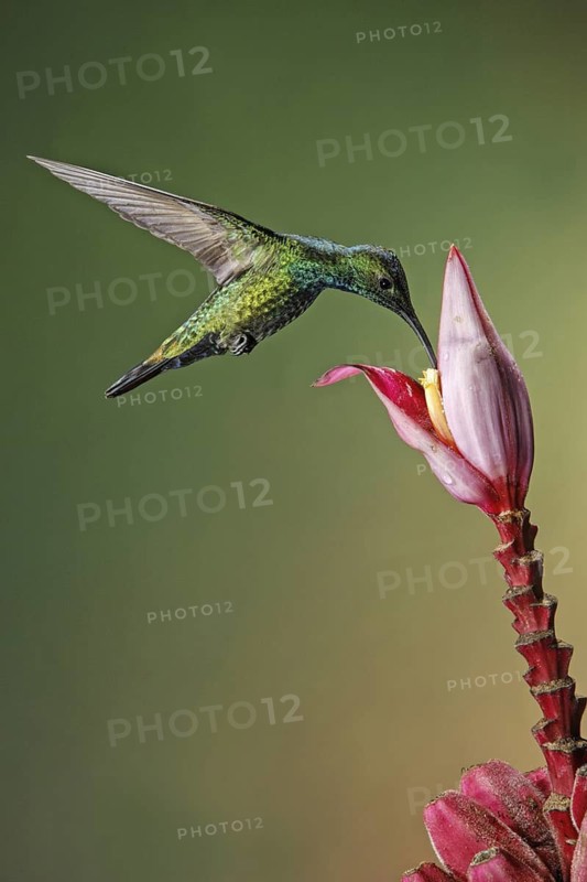 Green-breasted Mango (Anthracothorax prevostii), Costa Rica