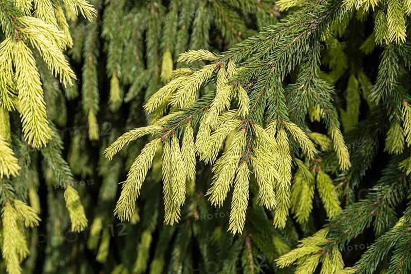 Red spruce (Picea abies 'Finedonensis'), Pudelek Nursery, Poland