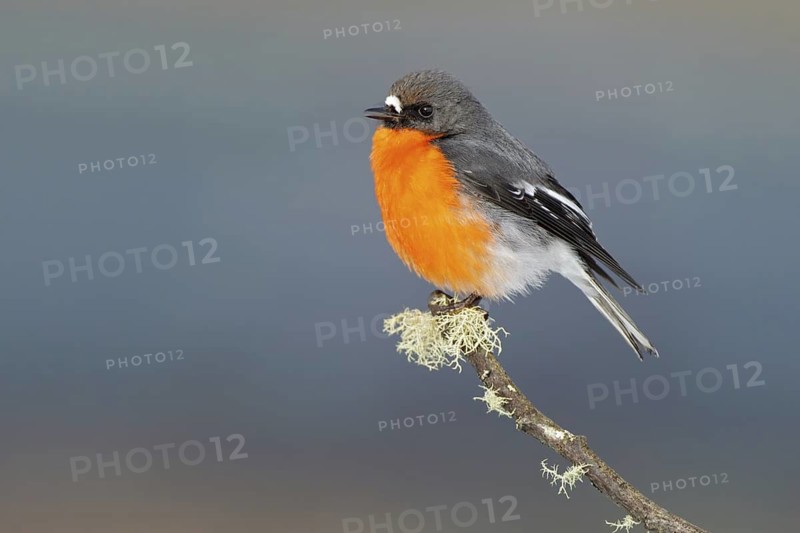 Flame Robin (Petroica phoenicea) male, Victoria, Australia