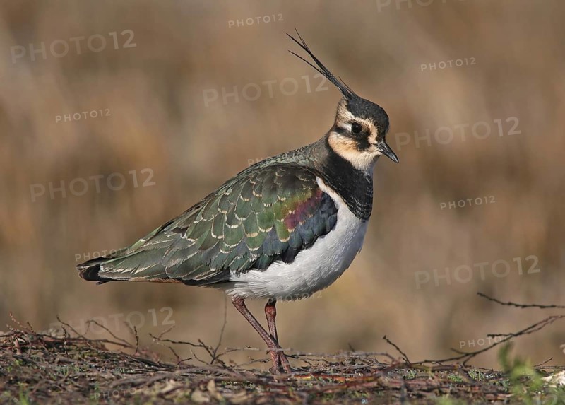 Northern Lapwing (Vanellus vanellus), Vila Franca de Xira, Portugal