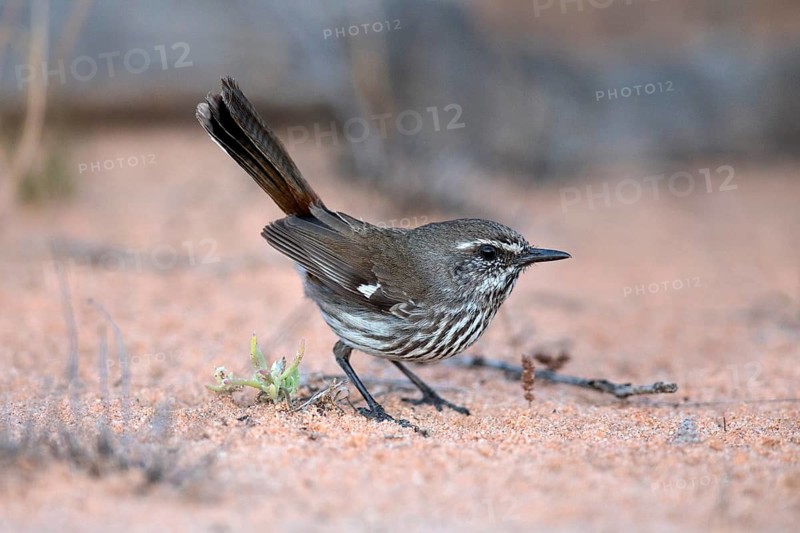 Shy Heathwren (Calamanthus cautus) perched on the ground, Victoria, Australia