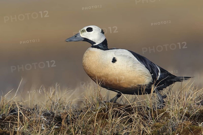 Steller's Eider (Polysticta stelleri) male, Alaska, USA