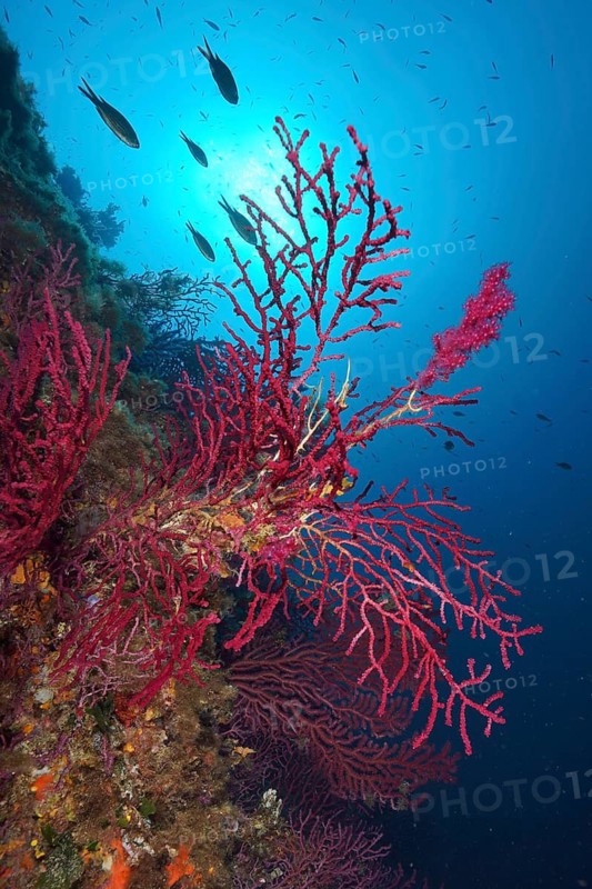 Colourful coral reef with Violescent sea-whip (Paramuricea clavata) stretches in deep blue water below the sea surface. Dive site Giens Peninsula, Provence Alpes Côte d'Azur, France