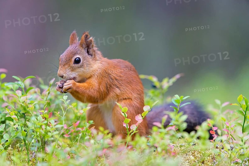 Squirrel, animals, mammals, squirrel, biotope, habitat, eats, foraging, (Sciurus vulgaris vulgari), Lentiira, Lentiira Kuhmo, Finland