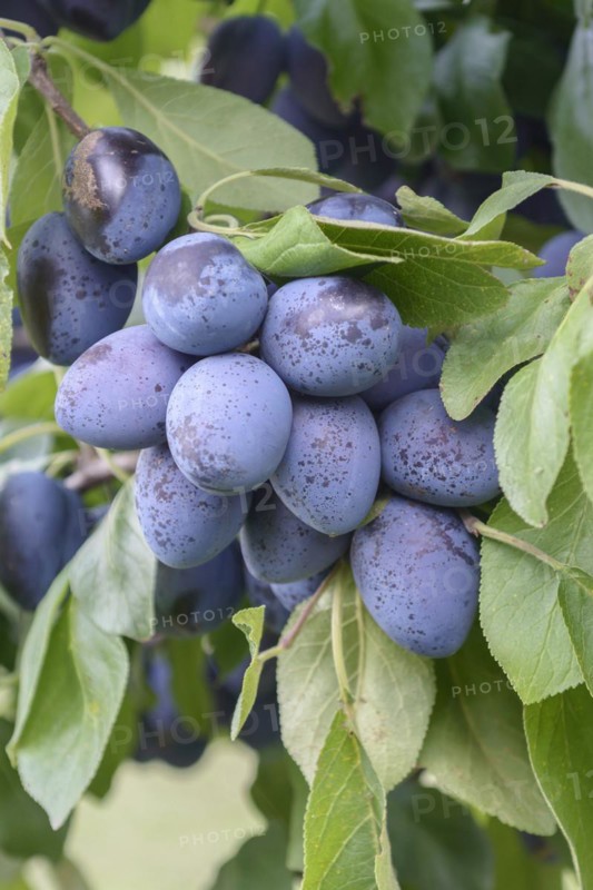 Plum (Prunus domestica 'Chrudimer'), Bundessortenamt, Marquardt testing centre, Marquardt, Brandenburg, Germany