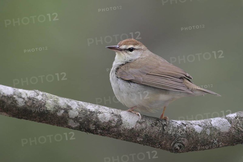 Swainson's Warbler (Limnothlypis swainsonii), West Virginia, USA