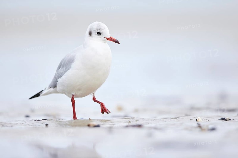 Black-headed Gull (Chroicocephalus ridibundus), Mecklenburg-Western Pomerania, Germany