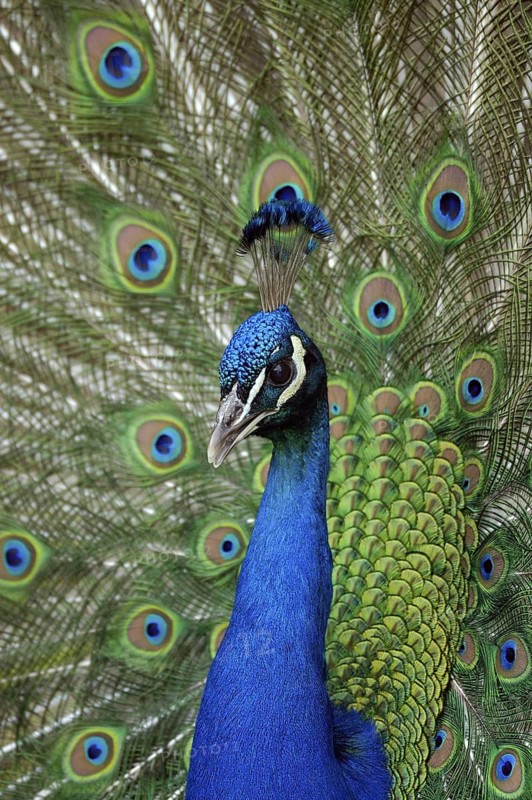 Blauer Pfau (Pavo cristatus) Maennchen, Balz, radschlagend, Portrait, Mai, captive