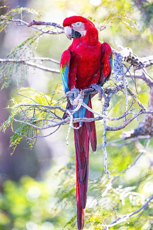 Red-and-green macaw (Ara chloropterus) Buraco das Araras Brazil