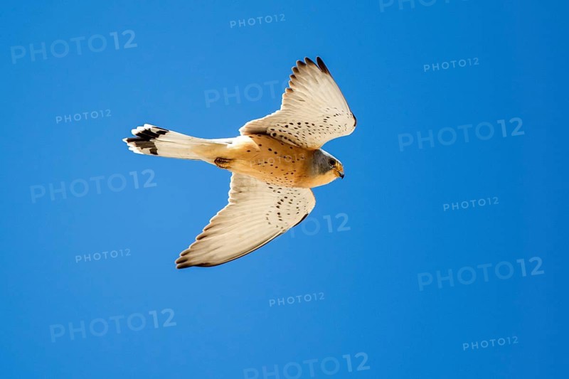 Lesser Kestrel (Falco naumanni) male flying, Extremadura, Spain