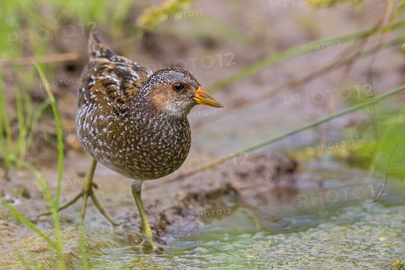 Spotted Crake, Spotted Crake, (Porzana porzana), animals, birds, rails, biotope, habitat, foraging, rails, Lesvos, Greece