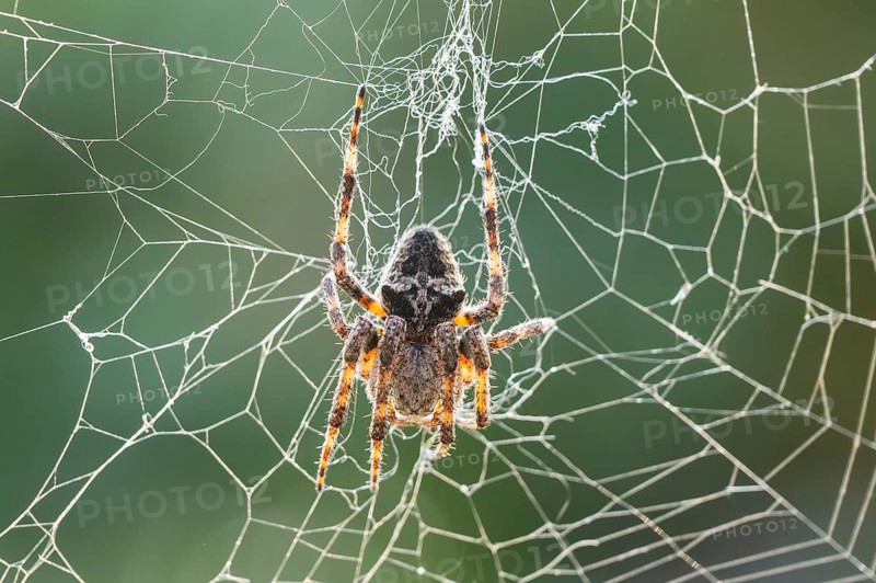 European garden spider (Araneus diadematus) hanging on a spider web at eveing on the island of Cres, Croatia