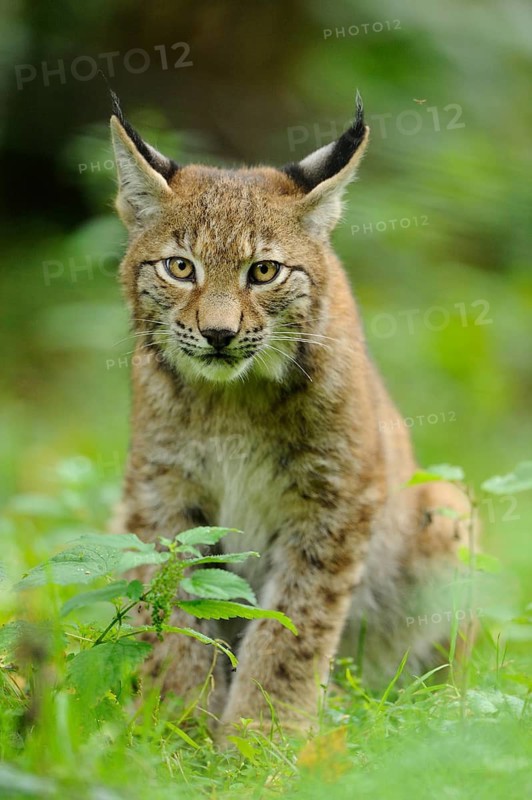 A young lynx looks attentively ahead, surrounded by green nature, Eurasian lynx (Lynx lynx), Hesse