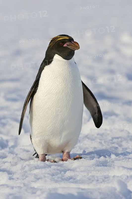 Macaroni Penguin (Eudyptes chrysolophus), Antarctica