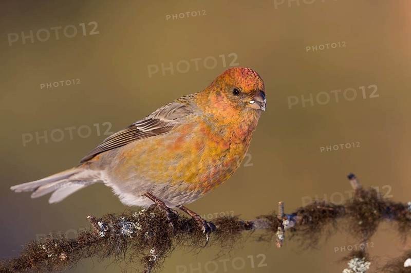 Pine Grosbeak - Hakengimpel - Pinicola enucleator, Finland