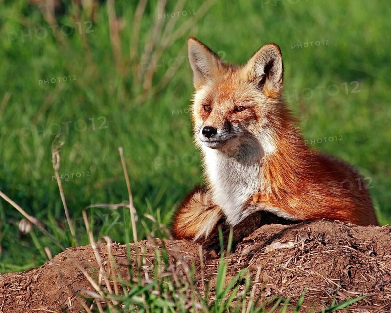 Resting red fox (Vulpes vulpes), Colorado, United States